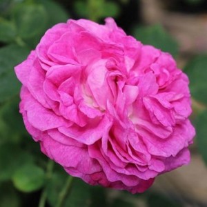 REINE DES VIOLETTES (Historic)